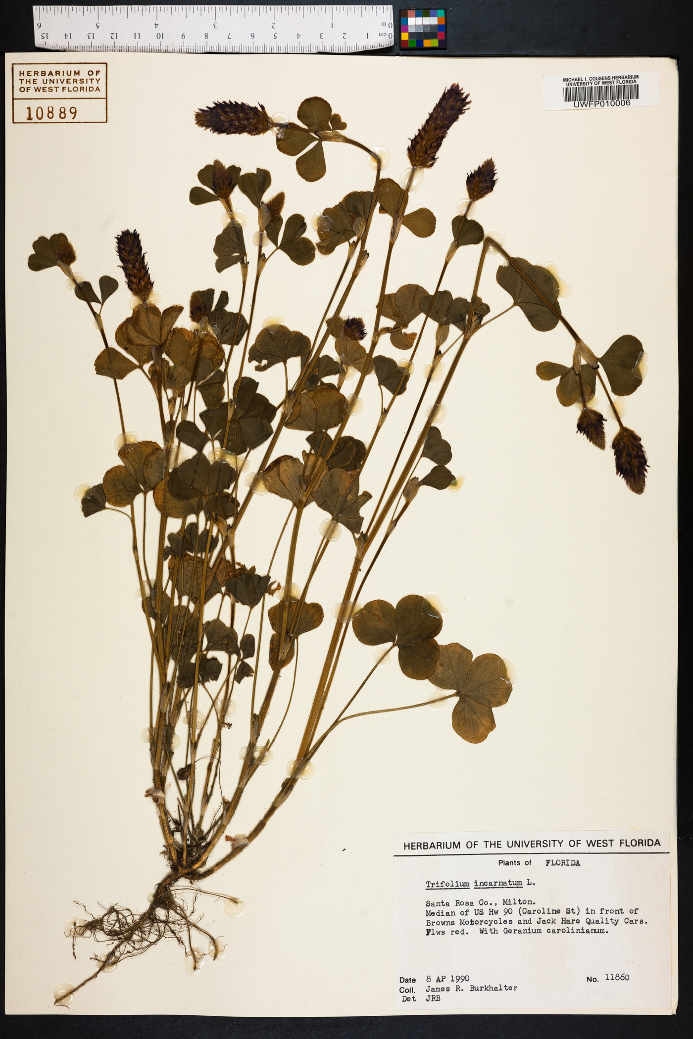 Trifolium incarnatum image