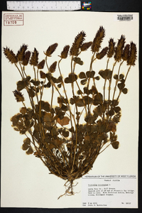 Trifolium incarnatum image