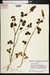 Trifolium incarnatum image