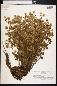 Trifolium nigrescens image