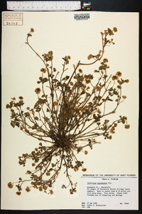 Trifolium nigrescens image