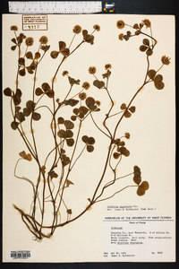 Trifolium nigrescens image