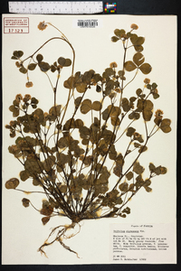 Trifolium nigrescens image