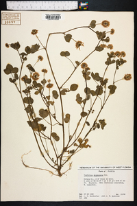 Trifolium nigrescens image