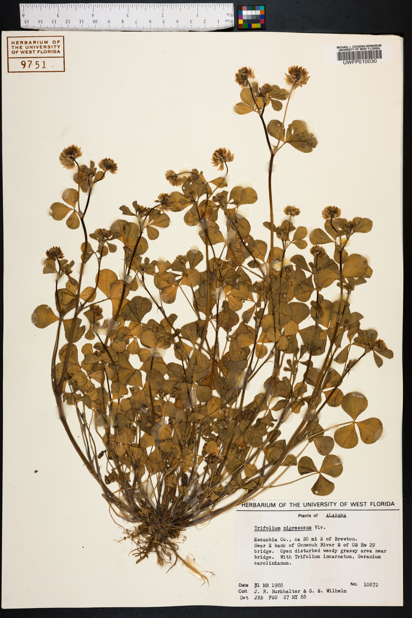 Trifolium nigrescens image