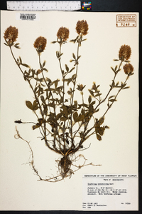 Trifolium vesiculosum image