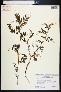 Vicia sativa subsp. nigra image