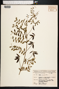 Vicia ludoviciana image