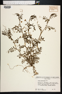 Vicia ludoviciana image