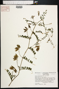 Vicia ludoviciana image