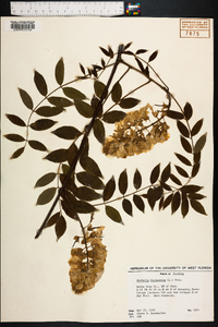 Wisteria frutescens image