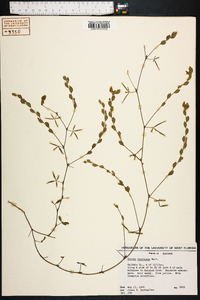 Zornia bracteata image