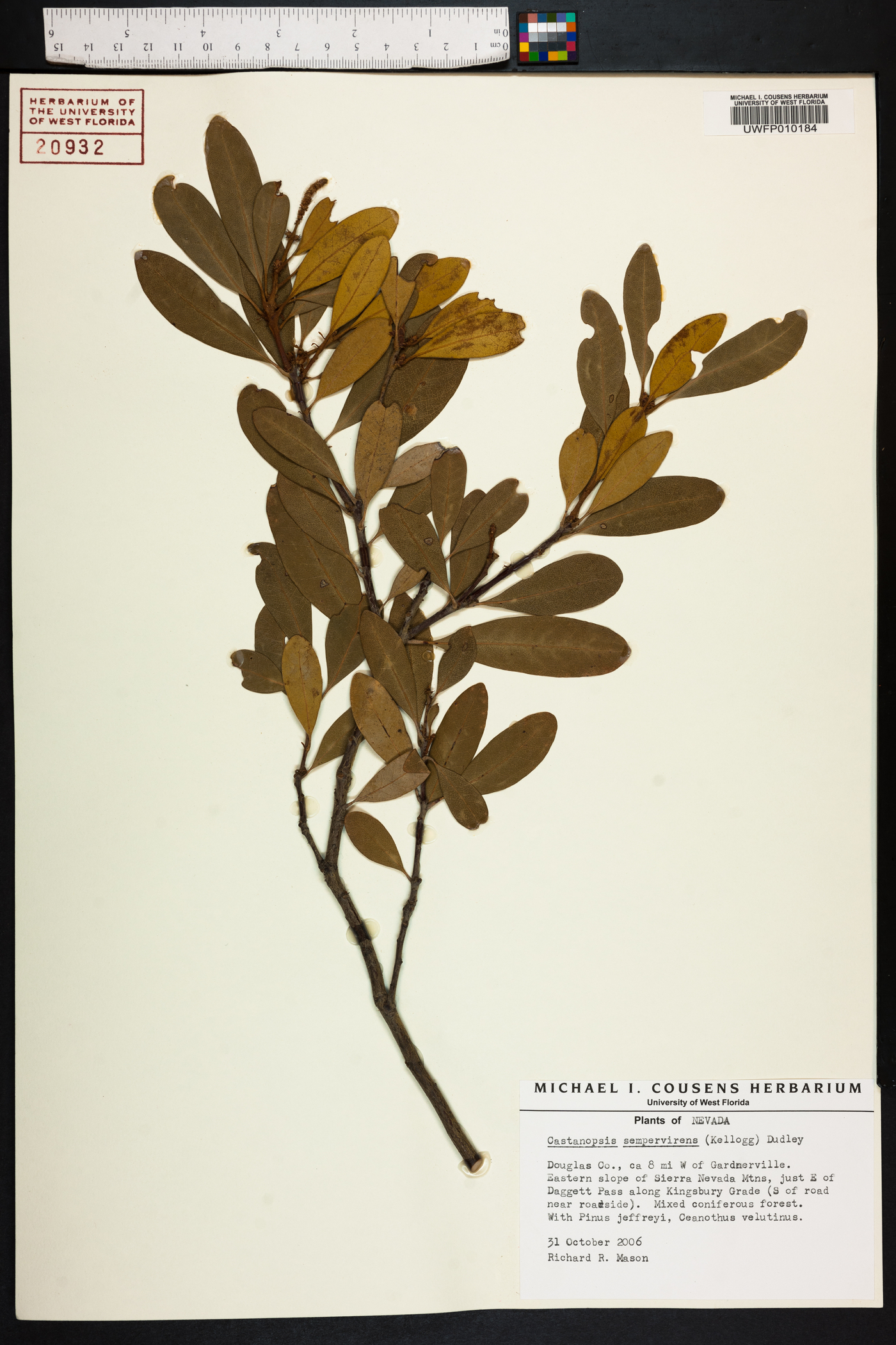 Castanopsis sempervirens image