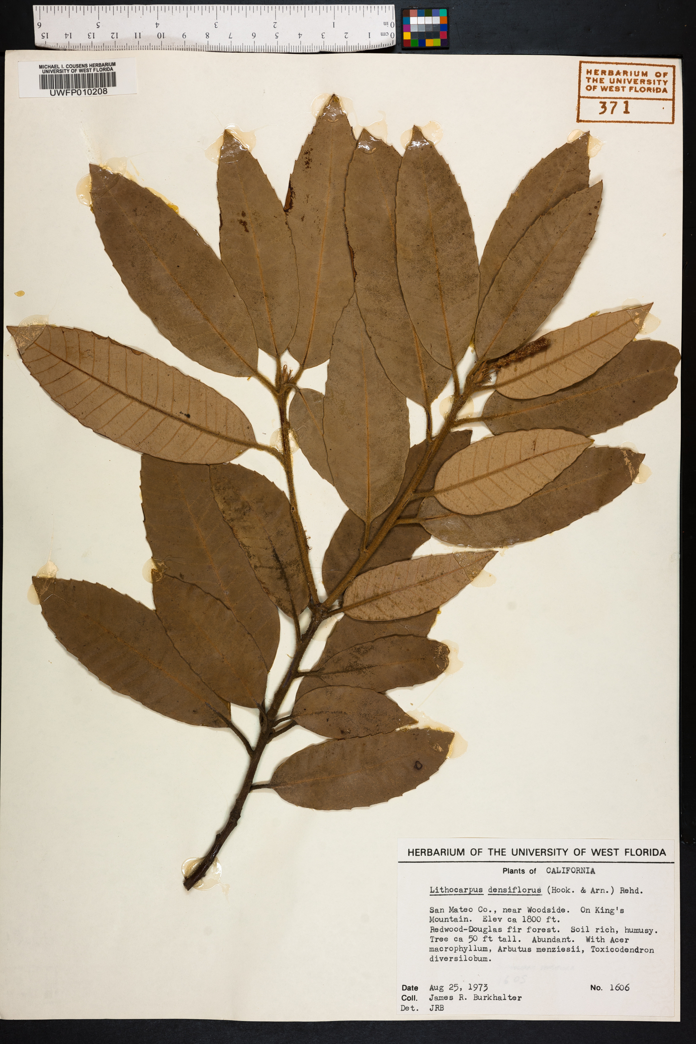 Lithocarpus densiflorus image