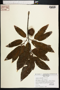 Quercus acutissima image