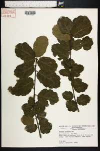 Quercus agrifolia image