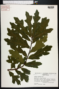 Quercus austrina image