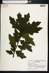 Quercus austrina image