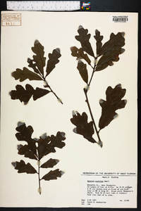 Quercus austrina image