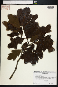 Quercus austrina image