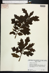 Quercus austrina image