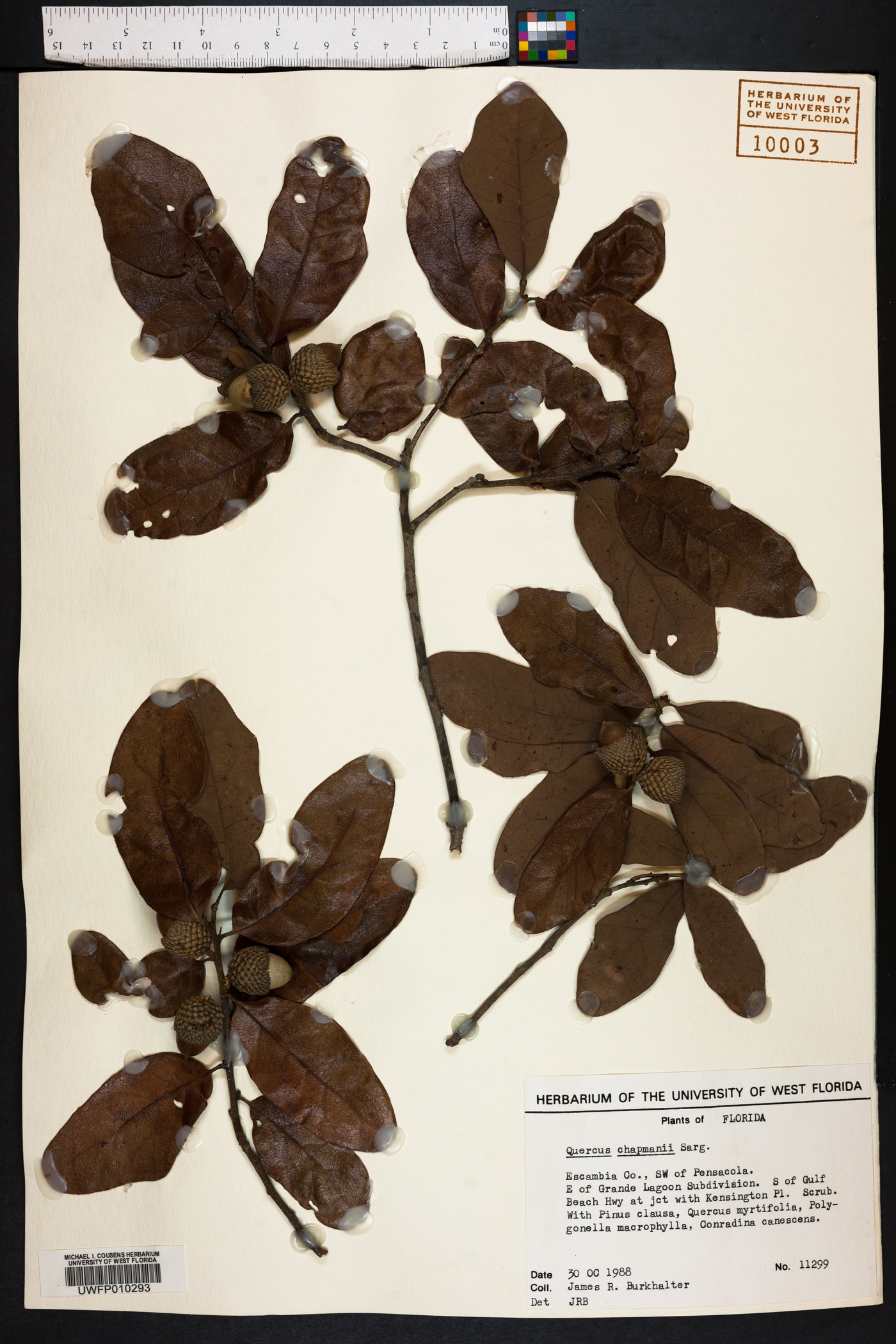 Quercus chapmanii image