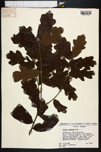 Quercus chapmanii image