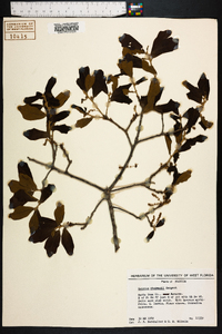 Quercus chapmanii image