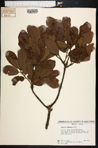 Quercus chapmanii image