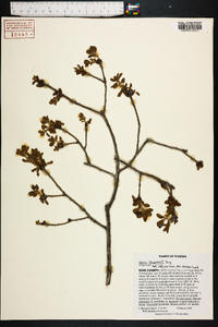 Quercus chapmanii image