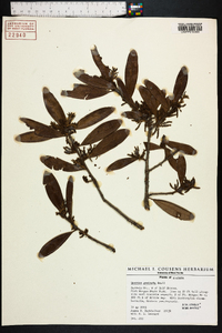 Quercus geminata image