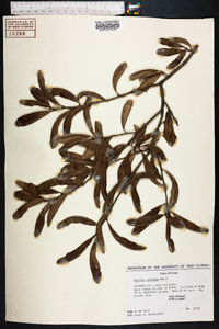 Quercus geminata image