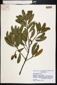 Quercus geminata image