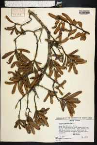 Quercus geminata image