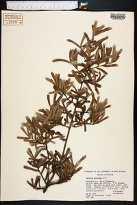 Quercus geminata image