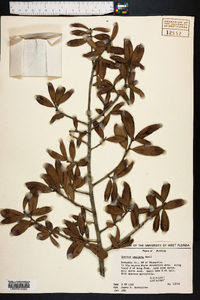 Quercus geminata image