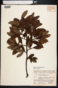 Quercus geminata image