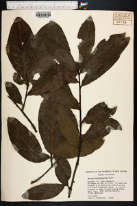 Quercus hemisphaerica image