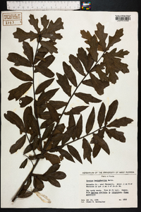 Quercus hemisphaerica image