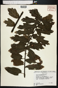 Quercus hemisphaerica image