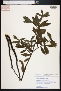 Quercus hemisphaerica image