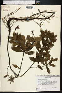 Quercus hemisphaerica image