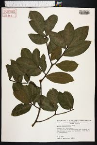 Quercus hemisphaerica image