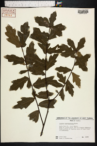 Quercus hemisphaerica image