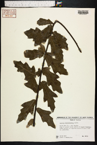 Quercus hemisphaerica image