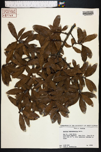 Quercus hemisphaerica image