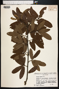 Quercus incana image