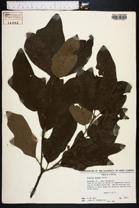 Quercus incana image