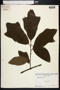 Quercus incana image