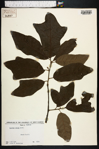 Quercus incana image